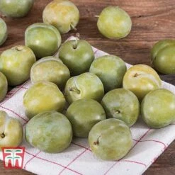 Gage 'Reine Claude D´Oullins' -Eden Yard Zone GAGE TKA1901 B