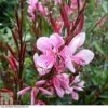 Gaura Lindheimeri 'Passionate Blush' -Eden Yard Zone GAUR T80286 A