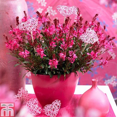 Gaura Lindheimeri 'Gaudi Red' 3 Gaura Lindheimeri 'Gaudi Red'