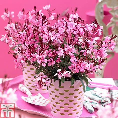 Gaura Lindheimeri 'Gaudi Rose' 3 Gaura Lindheimeri 'Gaudi Rose'