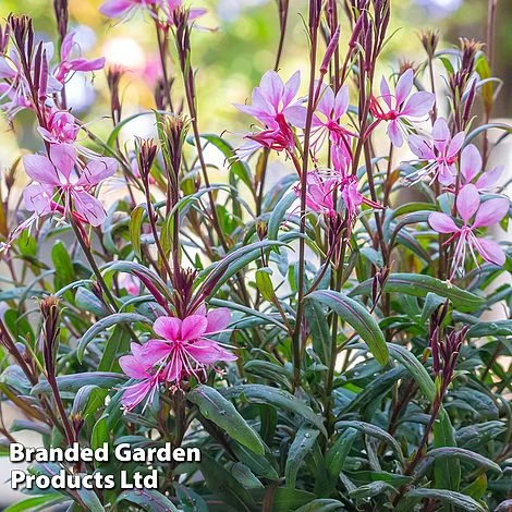 Gaura Lindheimeri 'Crimson Butterflies' 3 Gaura Lindheimeri 'Crimson Butterflies'