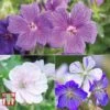 Geranium 'Hardy Blues Collection' 2 Geranium 'Hardy Blues Collection' -Eden Yard Zone GER T12027P A