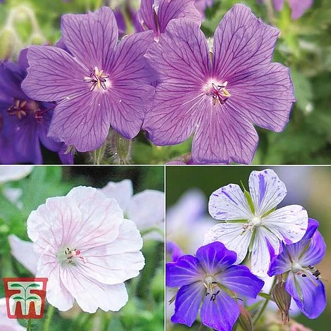 Geranium 'Hardy Blues Collection' 3 Geranium 'Hardy Blues Collection'