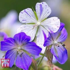 Geranium 'Hardy Blues Collection' 10 Geranium 'Hardy Blues Collection' -Eden Yard Zone GER T12027P D