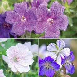 Geranium 'Hardy Blues Collection' 11 Geranium 'Hardy Blues Collection' -Eden Yard Zone GER T12027P NOW1