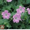 Geranium Endressii -Eden Yard Zone GERA 64170 A