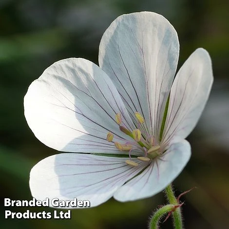 Geranium Clarkei 'Kashmir White' 3 Geranium Clarkei 'Kashmir White'