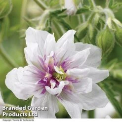 Geranium Doubles Hardy Collection -Eden Yard Zone GERA DOUBLEJEW H01589