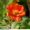 Geum Borisii -Eden Yard Zone GEUM KA5416 A