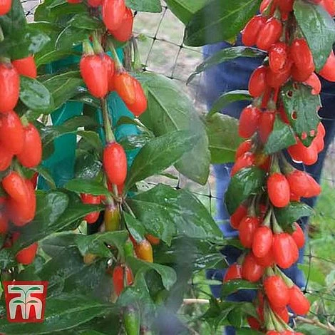 Goji Berry 'Big Lifeberry' 3 Goji Berry 'Big Lifeberry'