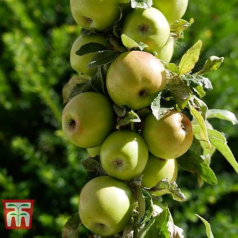 Apple 'Golden Delicious' 4 Apple 'Golden Delicious' - Image 2