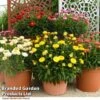 Granvia® 'Giant Flowered Collection' 1 Granvia® 'Giant Flowered Collection' -Eden Yard Zone GRAN COLLECTIO T41868