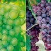 Grape Collection -Eden Yard Zone GRAP CWW3249 A h