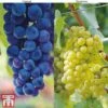 Grape Duo -Eden Yard Zone GRAP KB1635 A