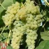 Grape 'Lakemont' -Eden Yard Zone GRAP TKA1985 A
