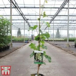 Grape 'Muscat Of Alexandria' 8 Grape 'Muscat Of Alexandria' -Eden Yard Zone GRAP TKA3710 A