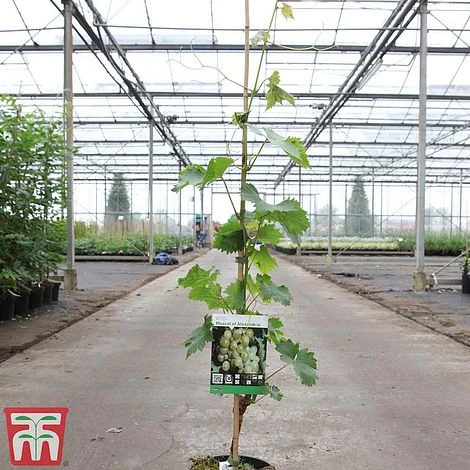 Grape 'Muscat Of Alexandria' 5 Grape 'Muscat Of Alexandria' - Image 3