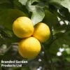 Grapefruit Plant -Eden Yard Zone GRAPEFRUIT KC5367 A