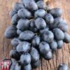 Grape 'Autumn Royal' 2 Grape 'Autumn Royal' -Eden Yard Zone GRAP AUTUMNROY L06921W
