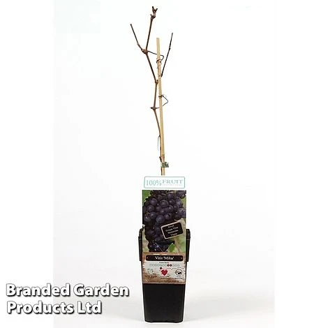 Grape 'Mika' 3 Grape 'Mika'