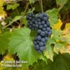 Grape (Vitis) 'Muscat Bleu' -Eden Yard Zone GRAP MUSCAHAMB L22812 KB2586