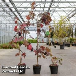 Grape 'Purpurea' -Eden Yard Zone GRAP PURPURE2L S52477