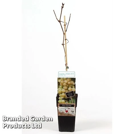 Grape 'Sukribe' 3 Grape 'Sukribe'