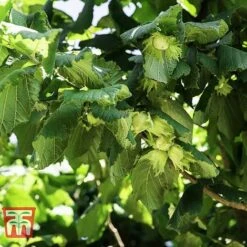 Corylus Avellana (Hedging) 9 Corylus Avellana (Hedging) -Eden Yard Zone HAZE KB3244 A
