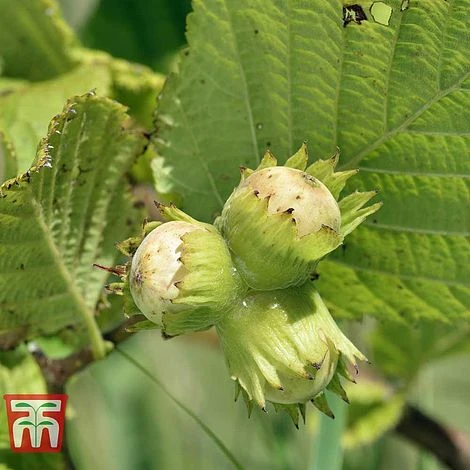 Corylus Avellana (Hedging) 4 Corylus Avellana (Hedging) - Image 2