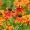 Helenium 'Moerheim Beauty' -Eden Yard Zone HELE T57900 A h