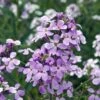 Hesperis Matronalis -Eden Yard Zone HESP T64216 A h
