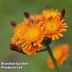 Hieracium Aurantiacum