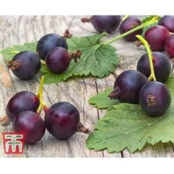 Casseille -Eden Yard Zone JOST DWW3581 CC