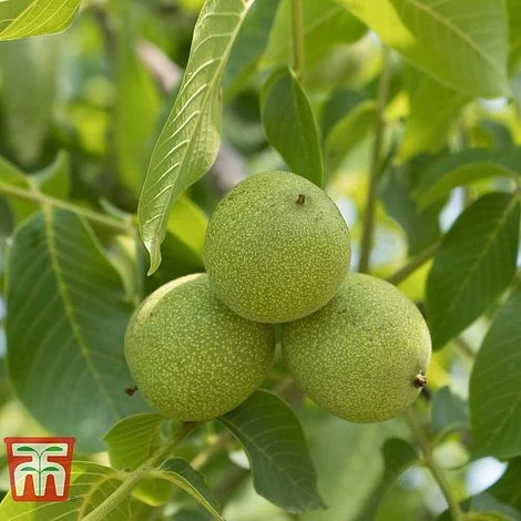 Black Walnut 3 Black Walnut