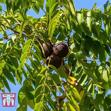 Black Walnut 4 Black Walnut - Image 2