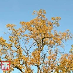 Black Walnut 8 Black Walnut -Eden Yard Zone JUGL TKA2057 D