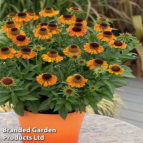 Helenium 'Short 'n' Sassy' 3 Helenium 'Short 'n' Sassy'