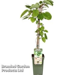 Kiwi 'Geneva' 5 Kiwi 'Geneva' -Eden Yard Zone KIWI GENEVAWEI S49012