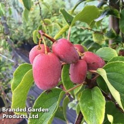 Kiwi Jumbo Duo -Eden Yard Zone KIWI PINKJUMBO S49321202