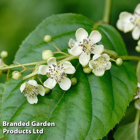 Kiwi 'Prince Jumbo' (Male Variety) 4 Kiwi 'Prince Jumbo' (Male Variety) - Image 2
