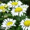 Leucanthemum X Superbum Lacrosse 1 Leucanthemum X Superbum Lacrosse -Eden Yard Zone LEUC LACROSSE1
