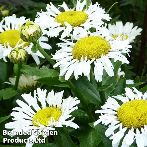 Leucanthemum X Superbum Lacrosse 3 Leucanthemum X Superbum Lacrosse