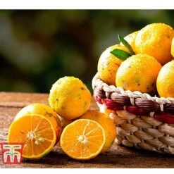 Rangpur Lime 7 Rangpur Lime -Eden Yard Zone LIME WKB8926 C