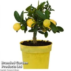 Limequat Citrus Plant -Eden Yard Zone LIMEQUAT KC5369 A1