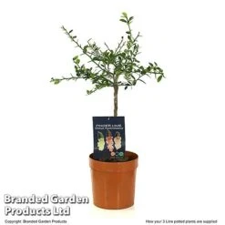 Lime 'Caviar Lime' -Eden Yard Zone LIME CAVIARL3L T48377