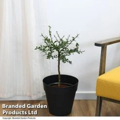 Lime 'Caviar Lime' -Eden Yard Zone LIME CAVIARLIM T48378