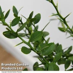 Lime 'Caviar Lime' -Eden Yard Zone LIME CAVIARLIM T48379