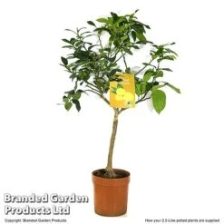 Limequat Citrus Plant -Eden Yard Zone LIME LIMEQUAT T483831