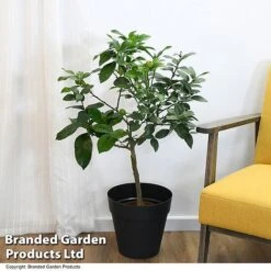 Limequat Citrus Plant -Eden Yard Zone LIME LIMEQUAT T483841