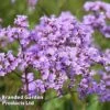Limonium Gmelinii -Eden Yard Zone LIMO GMELINII L397321
